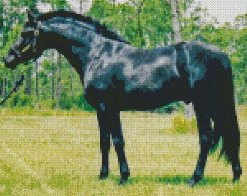 Black Sports Horses Diamond Painting