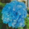 Blue Hydrangea Flower Diamond Painting