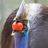 Cassowary Diamond Painting