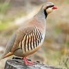 Chukar Partridge Diamond Painting