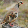 Chukar Partridge Diamond Painting