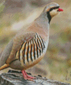 Chukar Partridge Diamond Painting