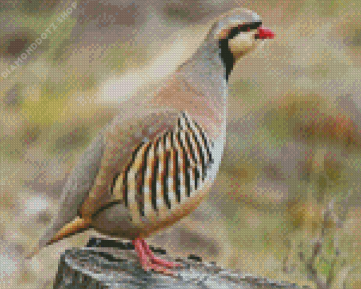 Chukar Partridge Diamond Painting