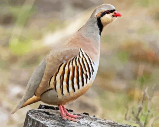 Chukar Partridge Diamond Painting