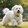 Coton Tulear Diamond Painting