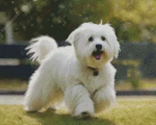 Coton Tulear Diamond Painting