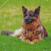 Cute Herding Dog Diamond Painting