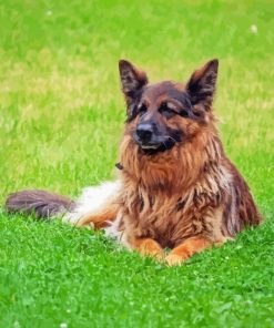 Cute Herding Dog Diamond Painting