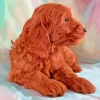 Dark Red Miniature Golden Doodle Diamond Painting