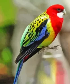 Eastern Rosella Bird Diamond Painting