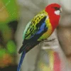 Eastern Rosella Bird Diamond Painting