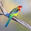 Eastern Rosella On Branch Diamond Painting