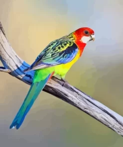 Eastern Rosella On Branch Diamond Painting