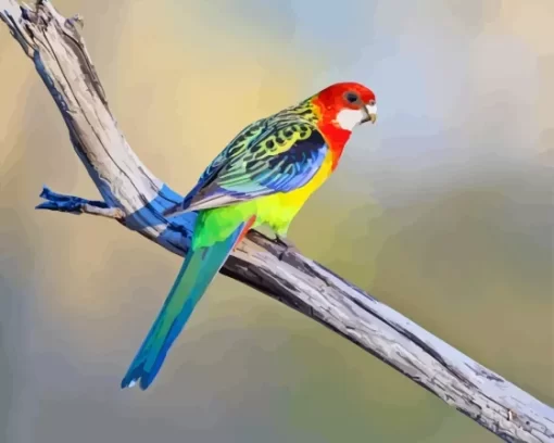 Eastern Rosella On Branch Diamond Painting