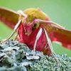 Elephant Hawk Moth Insect Diamond Painting