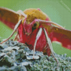 Elephant Hawk Moth Insect Diamond Painting