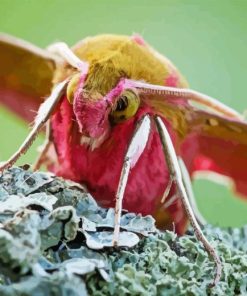 Elephant Hawk Moth Insect Diamond Painting