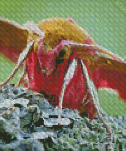 Elephant Hawk Moth Insect Diamond Painting