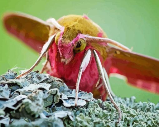 Elephant Hawk Moth Insect Diamond Painting