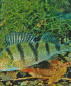 European Perch Diamond Painting