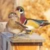 Female And Male Wood Duck Birds Diamond Painting