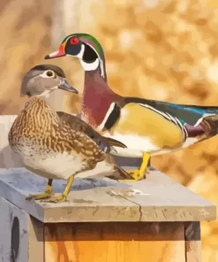 Female And Male Wood Duck Birds Diamond Painting