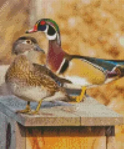 Female And Male Wood Duck Birds Diamond Painting