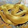 Golden Yellow Snake Diamond Painting