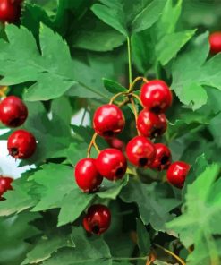 Hawthorn Plant Diamond Painting