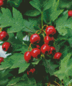 Hawthorn Plant Diamond Painting