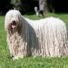 Komondor Diamond Painting