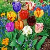 Parrot Tulips Flowers Diamond Painting