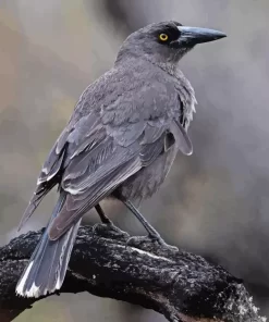 Pied Currawong Diamond Painting