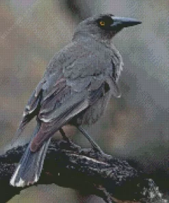 Pied Currawong Diamond Painting