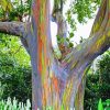 Rainbow Eucalyptus Tree Diamond Painting