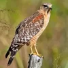 Red Shouldered Hawk Diamond Painting