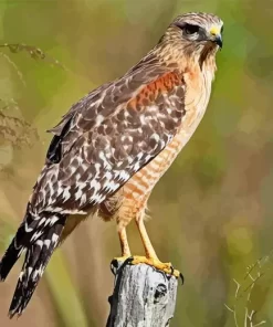 Red Shouldered Hawk Diamond Painting