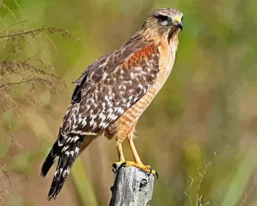 Red Shouldered Hawk Diamond Painting