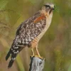 Red Shouldered Hawk Diamond Painting