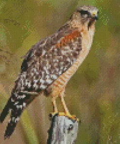 Red Shouldered Hawk Diamond Painting