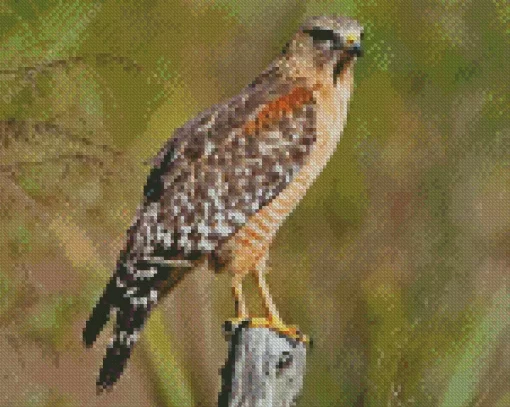 Red Shouldered Hawk Diamond Painting