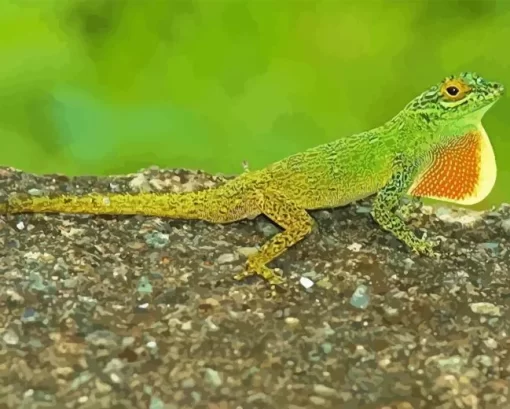 The Anolis Garmani Reptile Diamond Painting