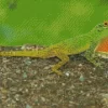 The Anolis Garmani Reptile Diamond Painting