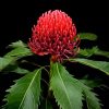 Waratah Telopea Speciosissima Diamond Painting