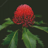 Waratah Telopea Speciosissima Diamond Painting