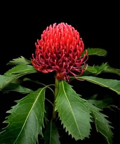 Waratah Telopea Speciosissima Diamond Painting