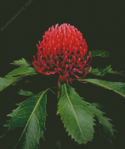 Waratah Telopea Speciosissima Diamond Painting