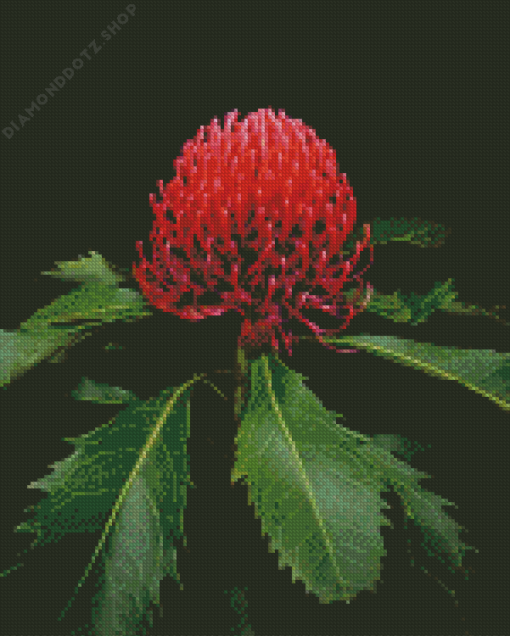 Waratah Telopea Speciosissima Diamond Painting