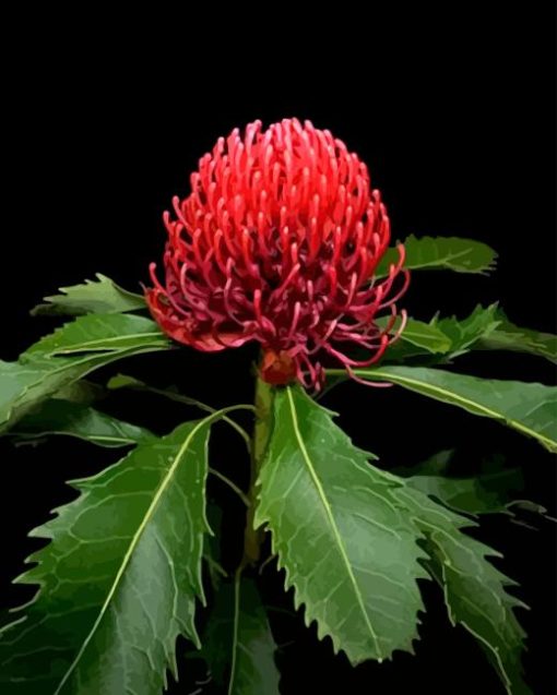 Waratah Telopea Speciosissima Diamond Painting