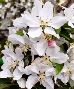 White Crabapple Diamond Painting